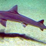 Il palombo (Mustelus mustelus). Foto by Sergio P�rez Gonz�lez